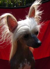 Altair Pixietail Love Story Altair Pixietail Love Story