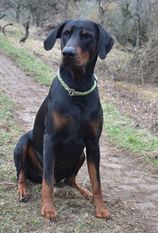 Aros (Causevic) Aros (Causevic)