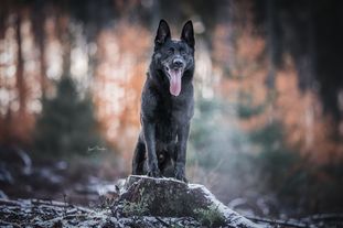Ike vom Teufelshang Ike vom Teufelshang