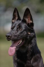 Maruscha von der Hundshardt Maruscha von der Hundshardt