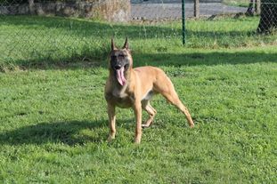 Boy vom Streitwald Boy vom Streitwald