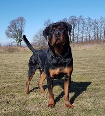 Wocan van het Voske Wocan van het Voske