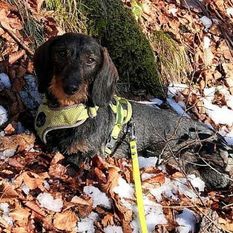 Beppi vom Kreuzlinger Forst Beppi vom Kreuzlinger Forst