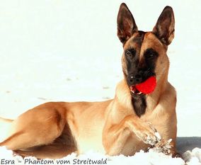 Esra-Phantom vom Streitwald Esra-Phantom vom Streitwald