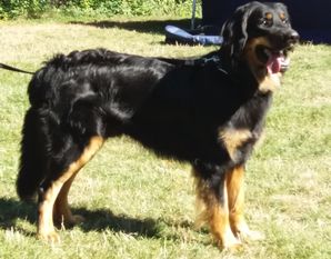 Elvis vom Tübinger Tor Elvis vom Tübinger Tor