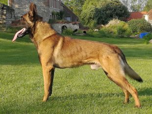 Nox de la Croisée des loups Nox de la Croisée des loups