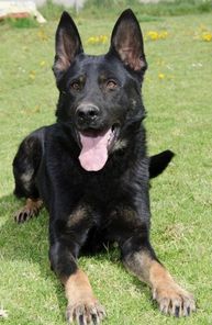 Otis von Haus Targa Otis von Haus Targa