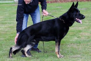 Janosch von den Wölfen Janosch von den Wölfen
