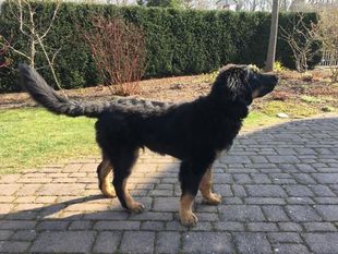 Quint vom Schondratal Quint vom Schondratal