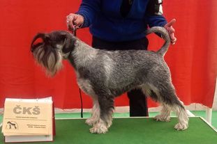 Amisa Koberno Czech Amisa Koberno Czech