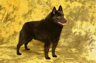Ebony Sand's Prince California Ebony Sand's Prince California