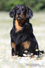 Bastian vom Silberdistelwald Bastian vom Silberdistelwald