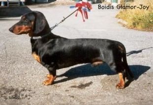 Boidis Glamor-Joy Boidis Glamor-Joy