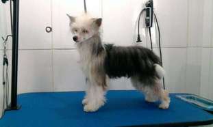 Pequin Mirrage Bellatrix Pequin Mirrage Bellatrix
