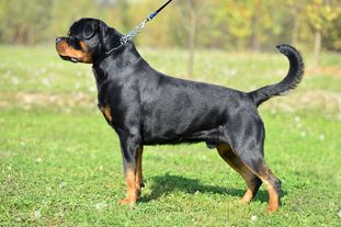 Hudson vom Kressbach Hudson vom Kressbach