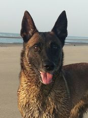 Malinoid Azou Malinoid Azou
