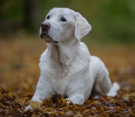 Sandor (Ungar) Sandor (Ungar)
