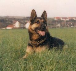 Chlodo vom Luberg Chlodo vom Luberg