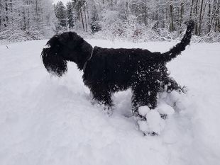 Ares vom Rohrteich Ares vom Rohrteich