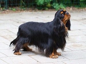 Wanna Be Good Du Château Noblesse Wanna Be Good Du Château Noblesse