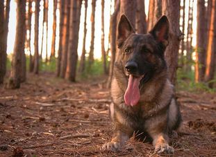 Athos von den Sturmfalken Athos von den Sturmfalken