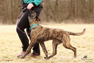 Atomic Garolita Working Dog