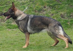 Rosie Amber vom Grubenländer Schupo Rosie Amber vom Grubenländer Schupo
