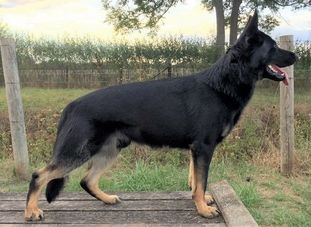 Cody vom Land der Könige Cody vom Land der Könige