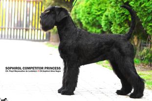 Sophirol Competitor Princess Sophirol Competitor Princess