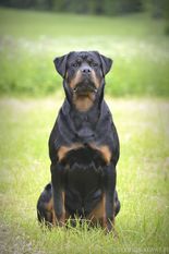 Rodog's Dahib Rodog's Dahib