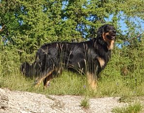 Elvis vom Tübinger Tor Elvis vom Tübinger Tor
