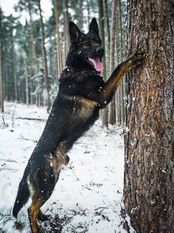 Querro od Hradčanského rybníka Querro od Hradčanského rybníka