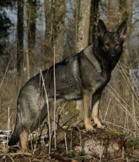 Cira von der Wolfsmacht Cira von der Wolfsmacht