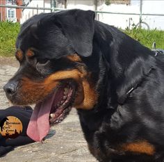 Ira de la Corte Canina Ira de la Corte Canina