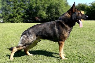 Gaitano vom Bullerjahn Gaitano vom Bullerjahn