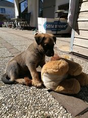 Thor the Leiv (Weinzierl) Thor the Leiv (Weinzierl)