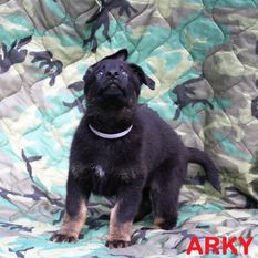 Arky von Charlie Oscar Arky von Charlie Oscar
