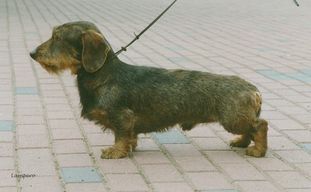 Butcher von der Dachsschlucht Butcher von der Dachsschlucht