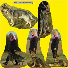 Afra vom Hochsolling Afra vom Hochsolling