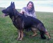 Roxy vom Ludwigseck