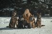 Vydrovi (kennel z Berounske basty)