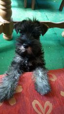 Blacknpeppers Amelie Blacknpeppers Amelie