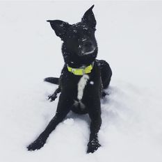 Zoey (Reißer) Zoey (Reißer)