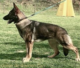 Queen de Querien-Can Queen de Querien-Can