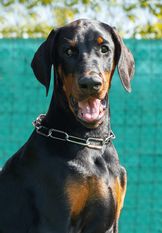 Dea of PM-Dober Dea of PM-Dober