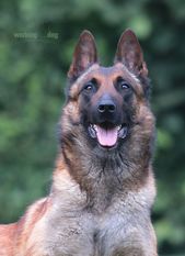 working-dog Bradana working-dog Bradana