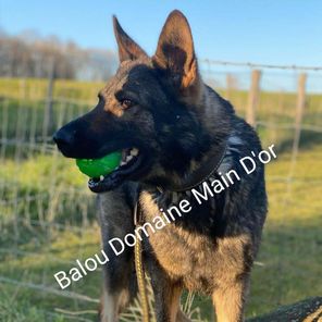 Balou Domaine Main D'or Balou Domaine Main D'or