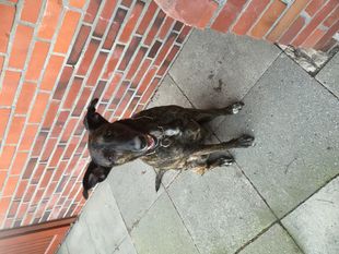 Bebe (Kühl) Bebe (Kühl)
