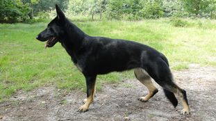 Walli-Joa von der Heidenschanze Walli-Joa von der Heidenschanze