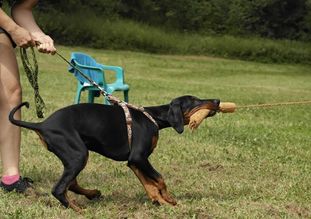 Drea European K9 training base Drea European K9 training base